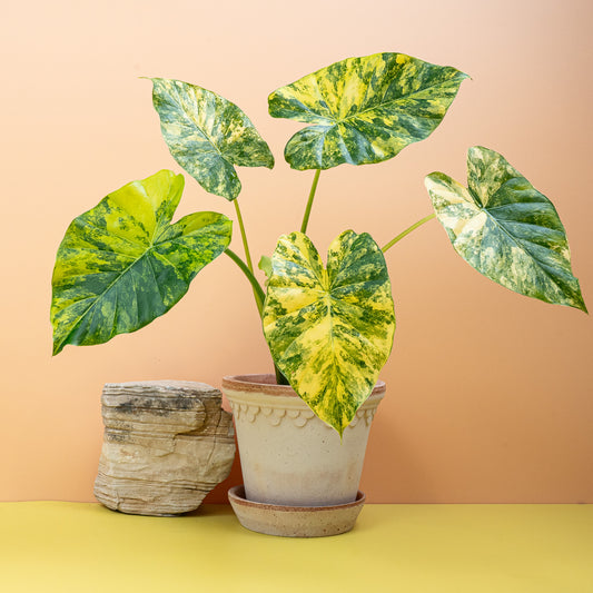 ALOCASIA MACRORRHIZA VARIEGATA AUREA online bestellen bei potflourri
