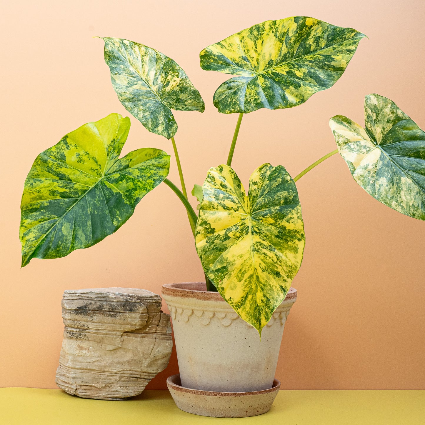 ALOCASIA MACRORRHIZA VARIEGATA AUREA online bestellen bei potflourri