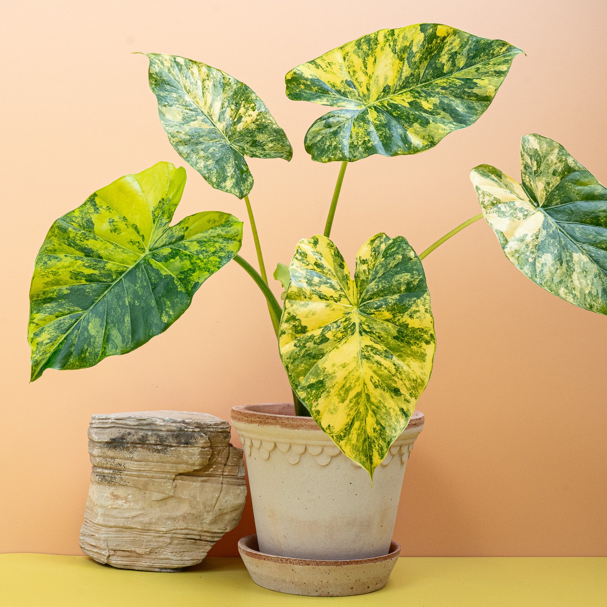 ALOCASIA MACRORRHIZA VARIEGATA AUREA online bestellen bei potflourri