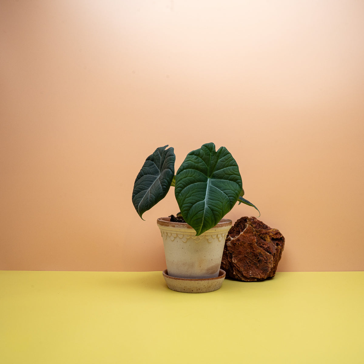 Alocasia Maharani, steinartig wirkende Blattoberfläche im Detail – potflourri