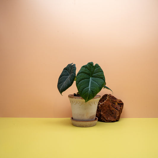 Alocasia Maharani mit dick strukturierten, graugrünen Blättern – potflourri