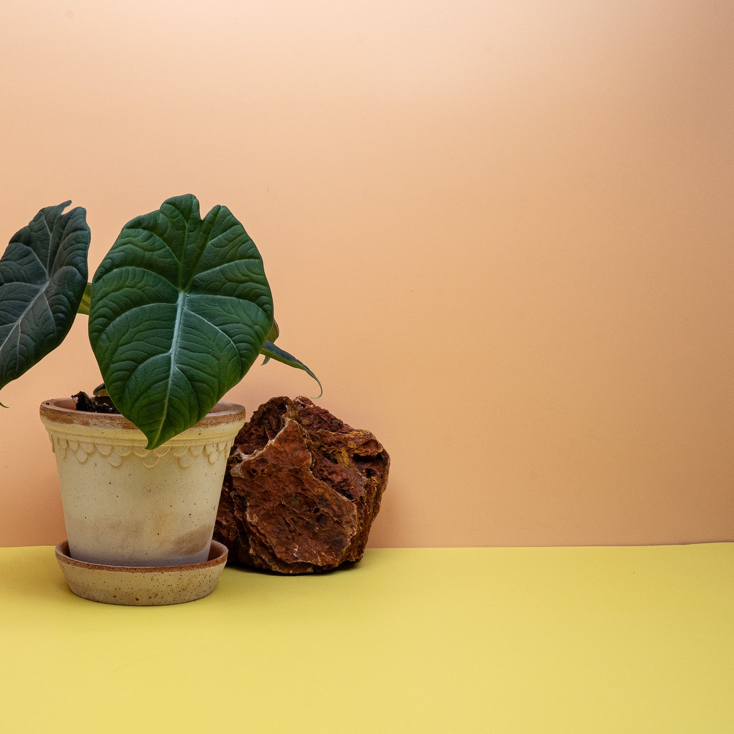 Alocasia Maharani, kompakter Wuchs im Kulturtopf – potflourri