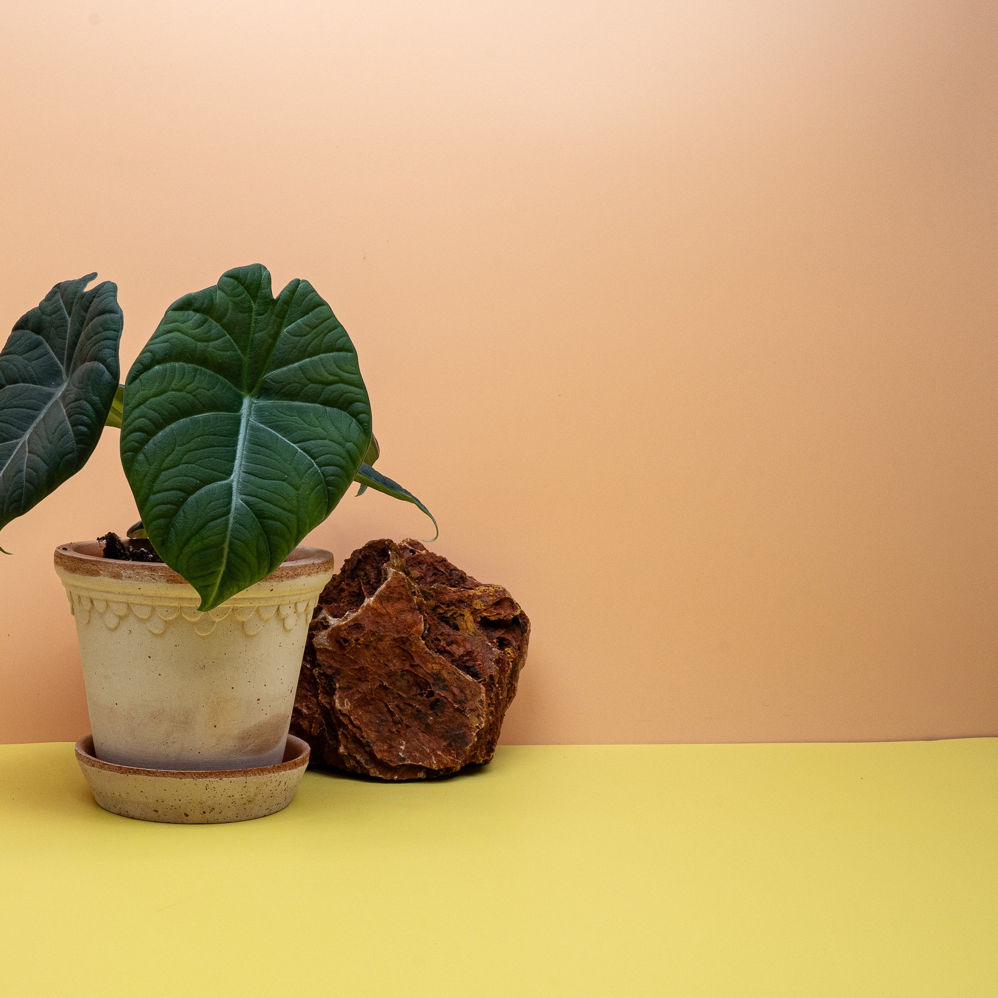 Alocasia Maharani, kompakter Wuchs im Kulturtopf – potflourri