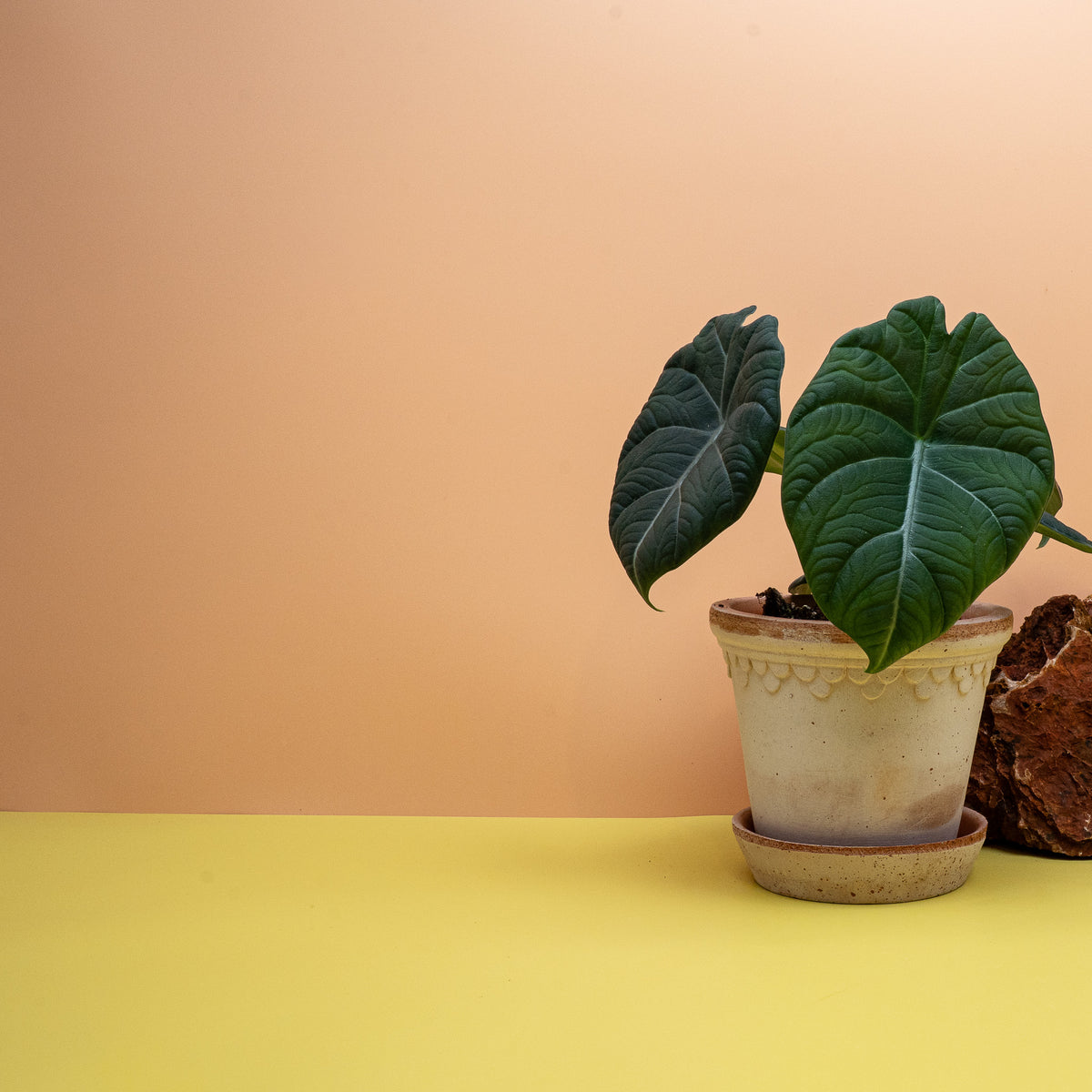 Alocasia Maharani, dunkle Blattadern auf mattem Grund – potflourri