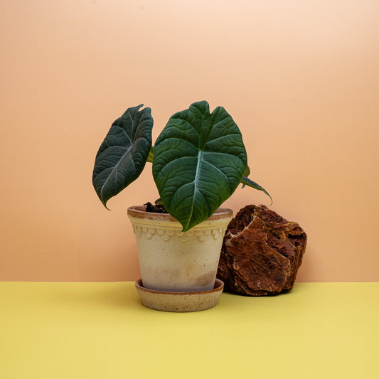 Alocasia Maharani mit dick strukturierten, graugrünen Blättern – potflourri