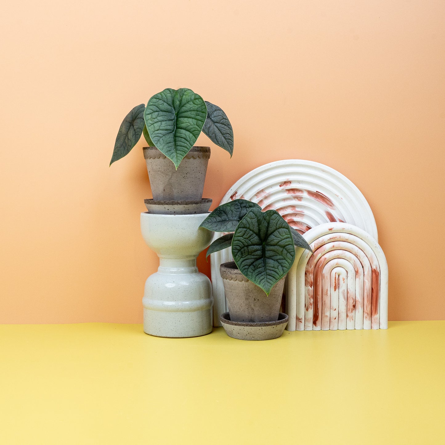 ALOCASIA MELO