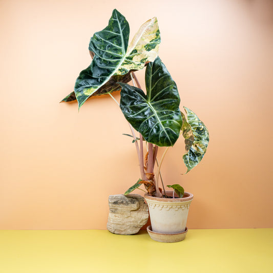 ALOCASIA NAIROBI NIGHTS VARIEGATA online bestellen bei potflourri