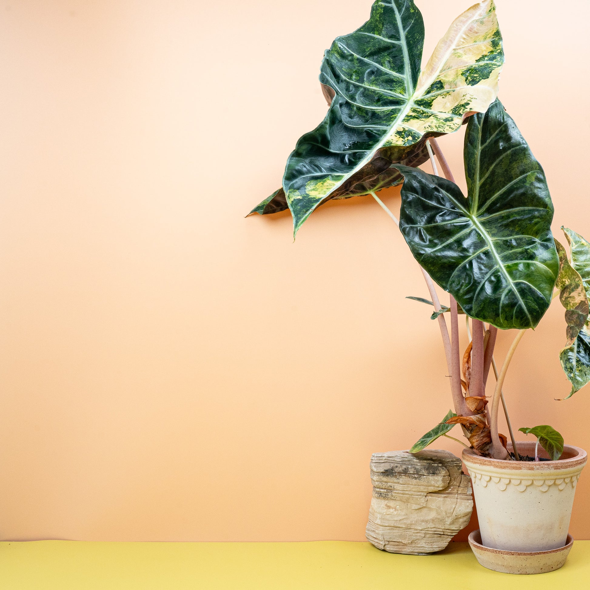 ALOCASIA NAIROBI NIGHTS VARIEGATA online bestellen bei potflourri