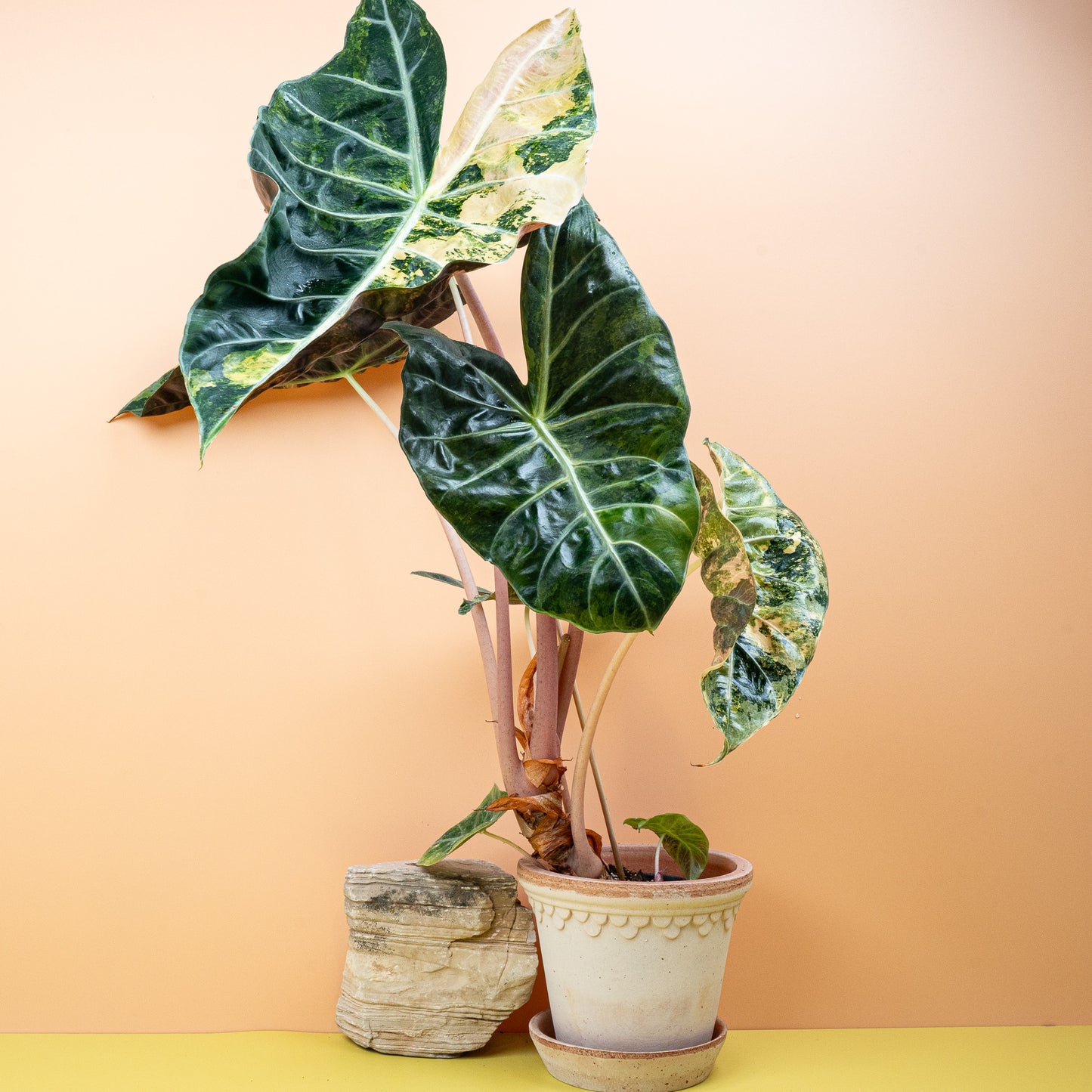ALOCASIA NAIROBI NIGHTS VARIEGATA online bestellen bei potflourri