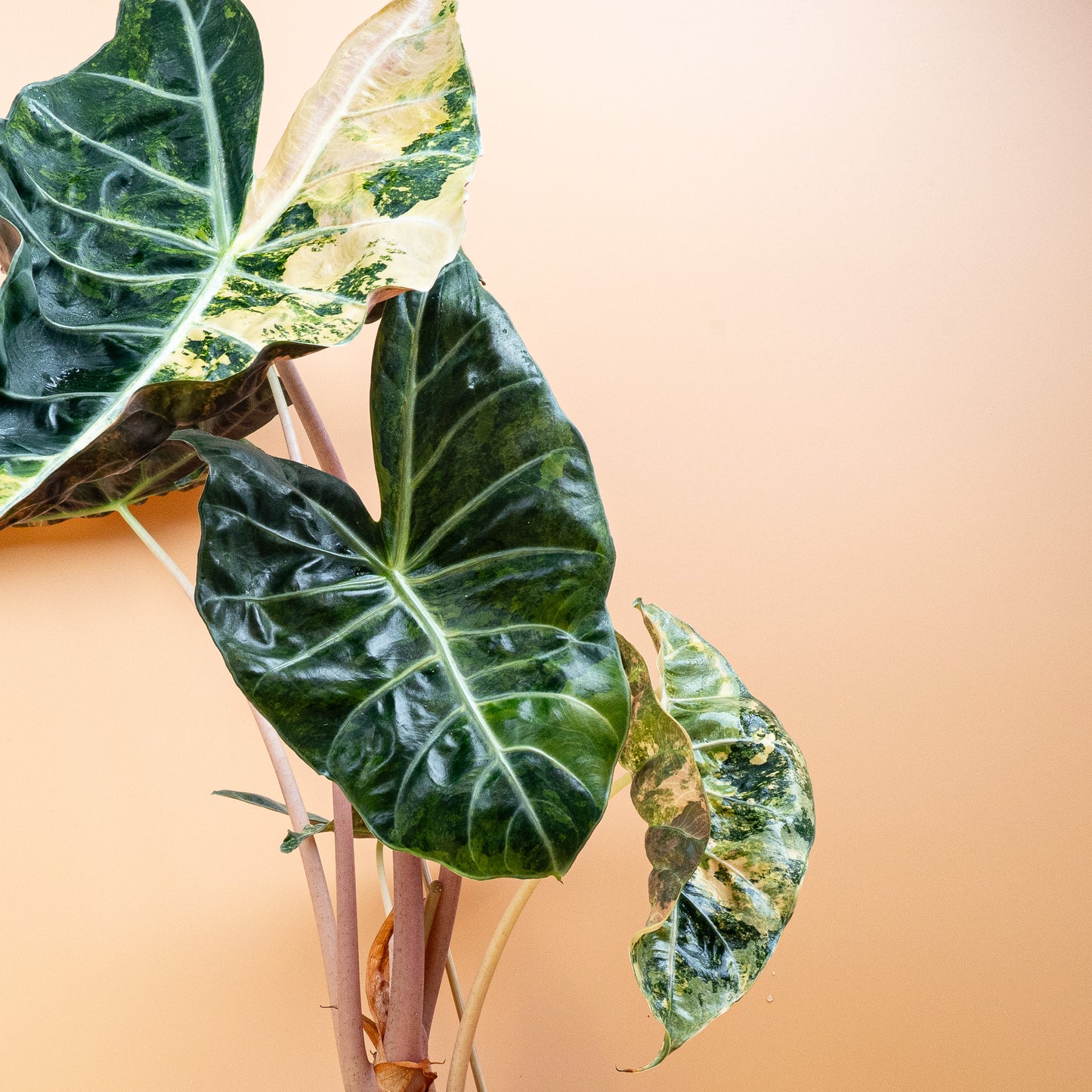 ALOCASIA NAIROBI NIGHTS VARIEGATA online bestellen bei potflourri
