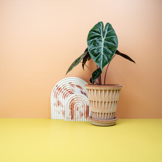 ALOCASIA PINK DRAGON online bestellen bei potflourri