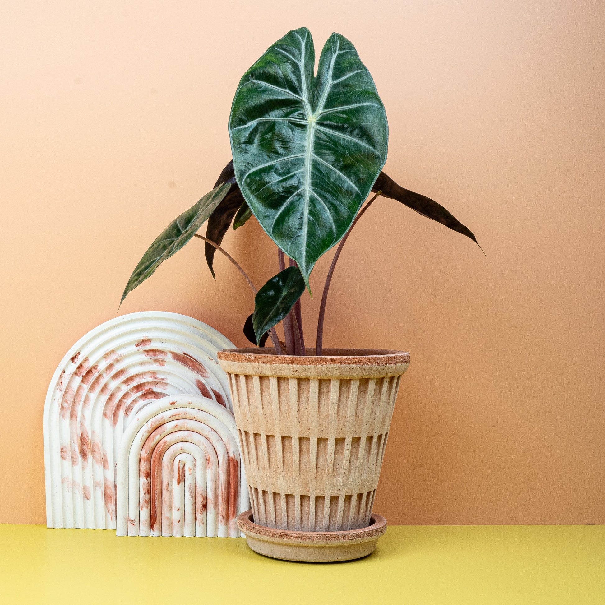 ALOCASIA PINK DRAGON online bestellen bei potflourri