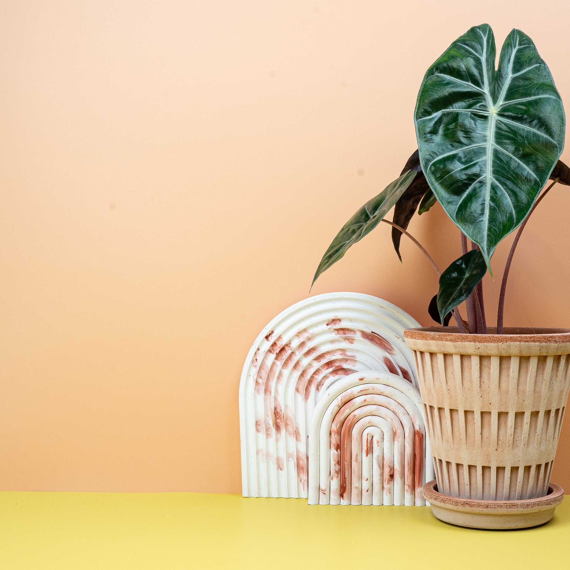 ALOCASIA PINK DRAGON online bestellen bei potflourri