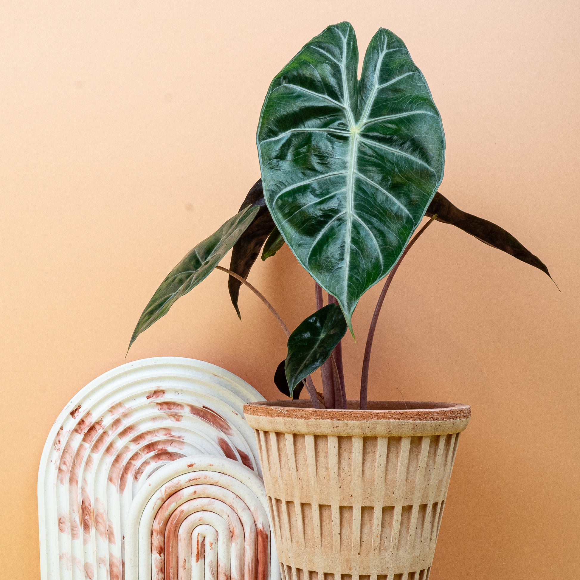 ALOCASIA PINK DRAGON online bestellen bei potflourri