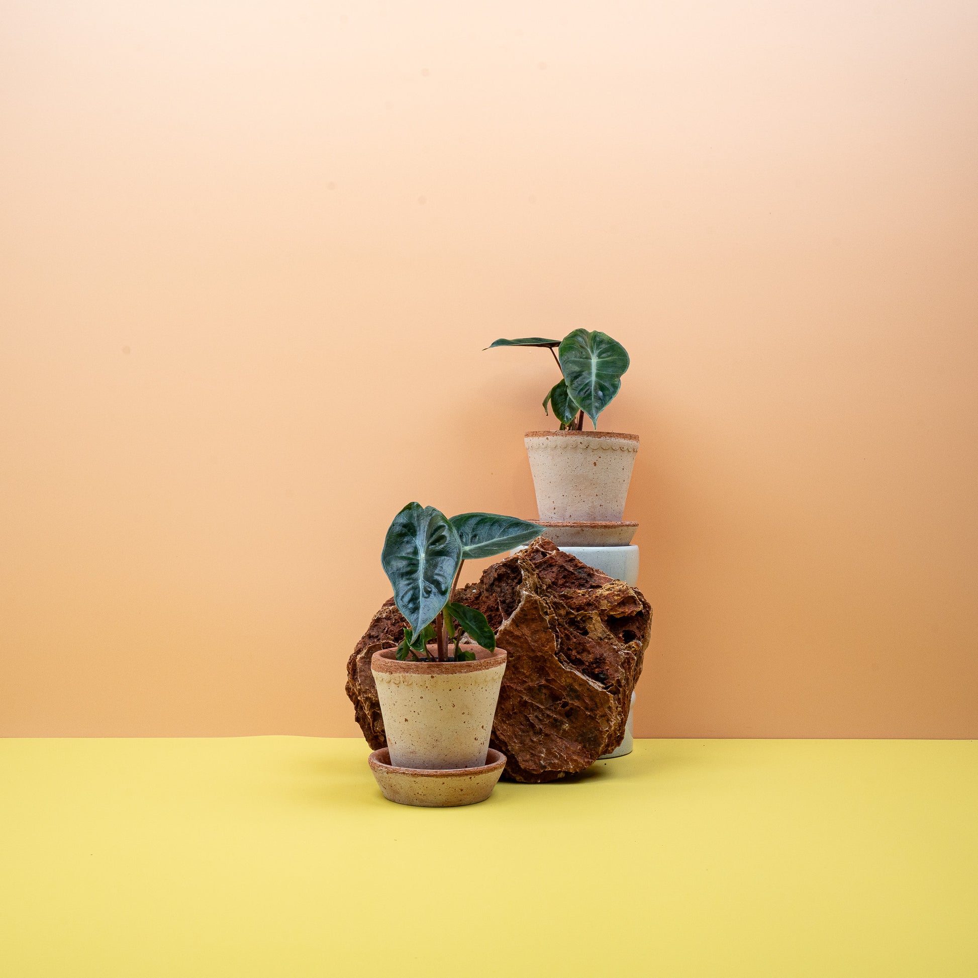 ALOCASIA PINK DRAGON online bestellen bei potflourri