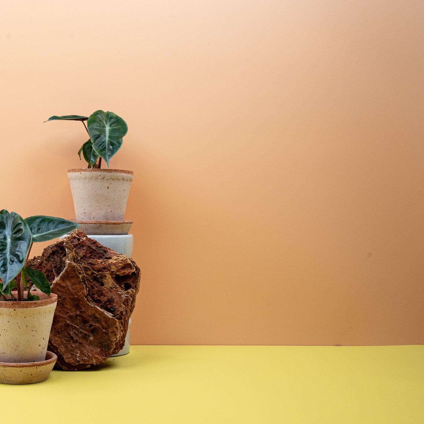 ALOCASIA PINK DRAGON online bestellen bei potflourri