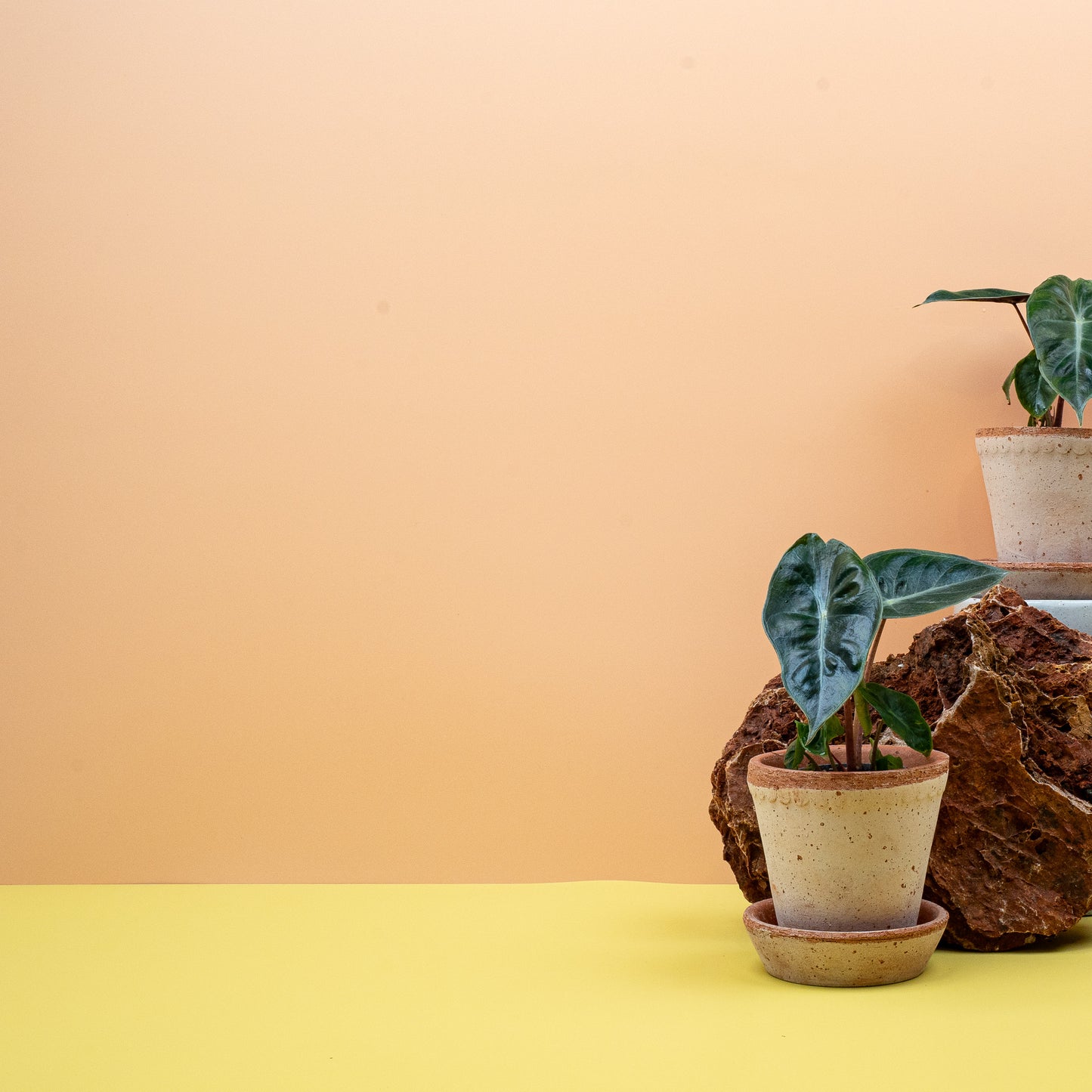 ALOCASIA PINK DRAGON online bestellen bei potflourri