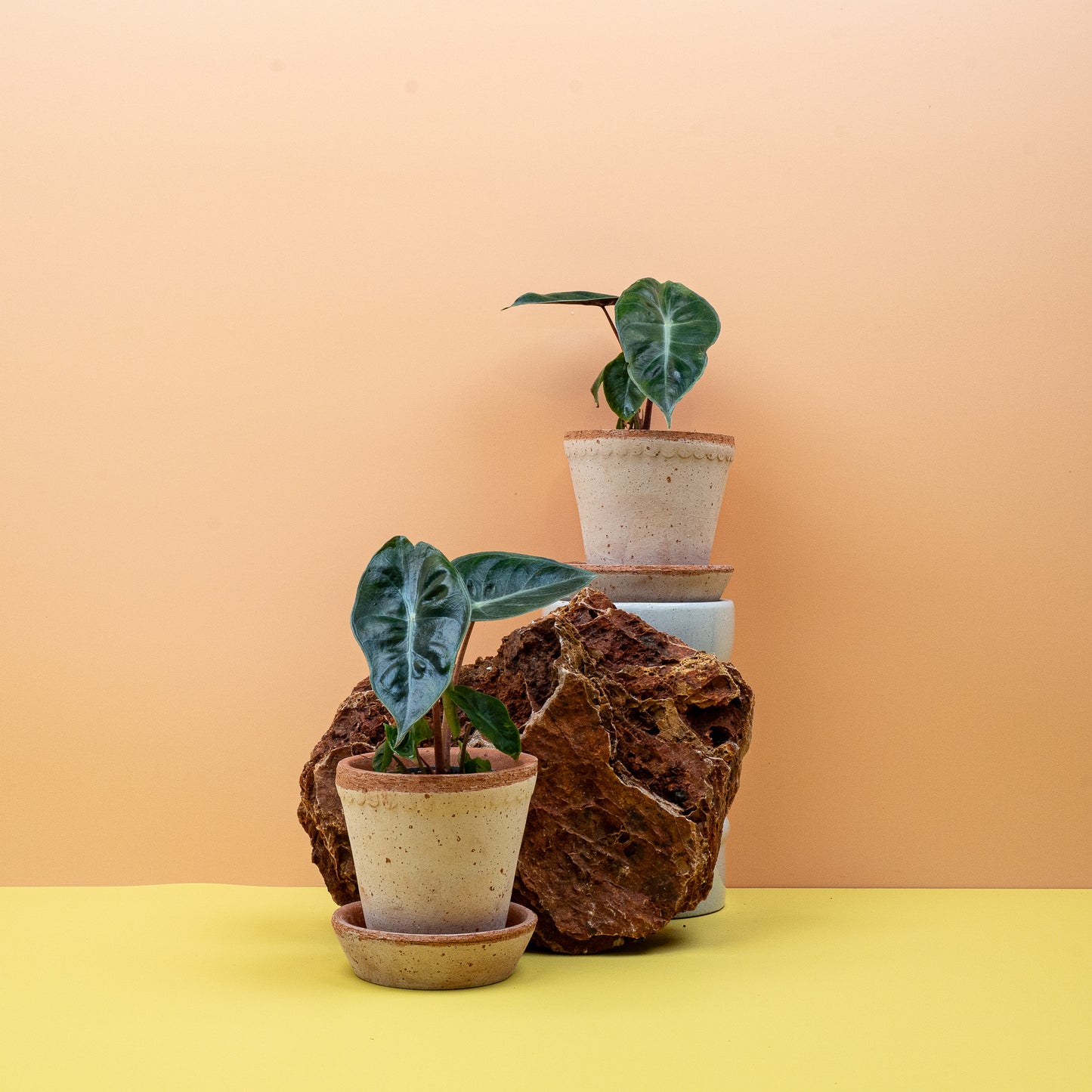 ALOCASIA PINK DRAGON online bestellen bei potflourri