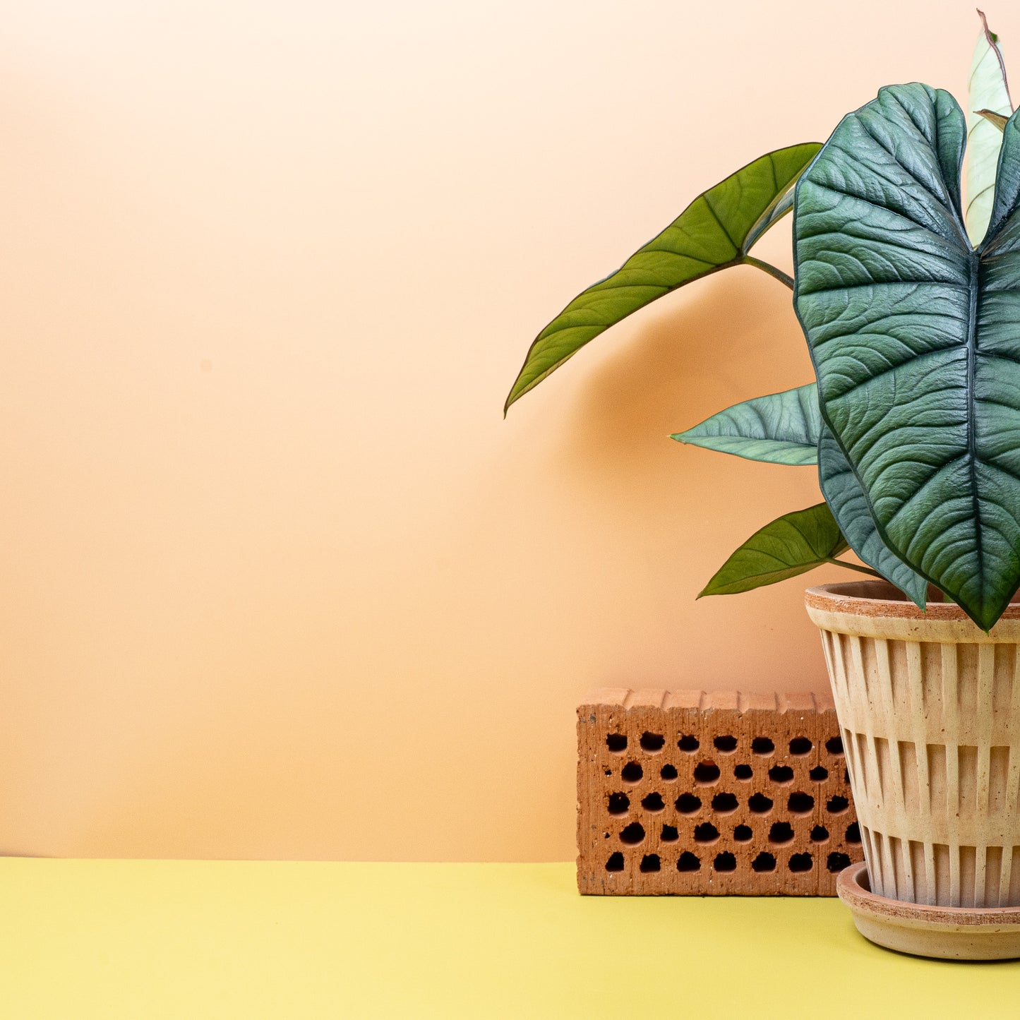 ALOCASIA PLATINUM online bestellen bei potflourri