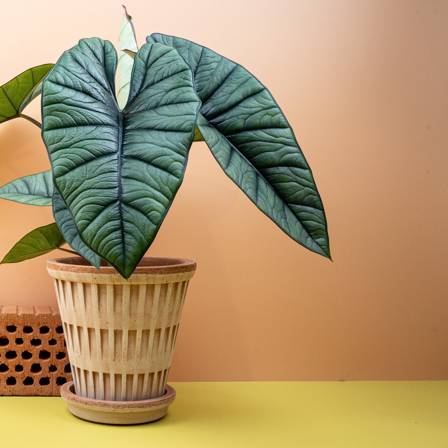 ALOCASIA PLATINUM online bestellen bei potflourri
