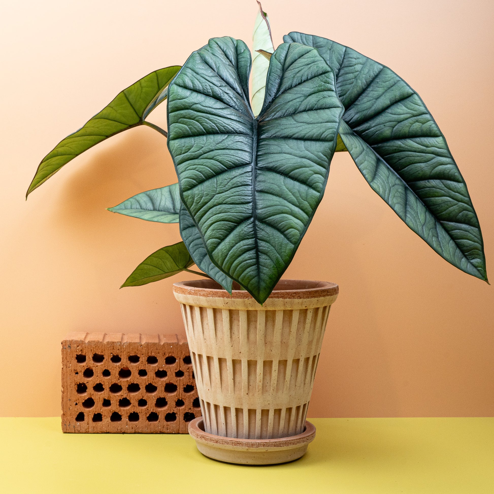 ALOCASIA PLATINUM online bestellen bei potflourri