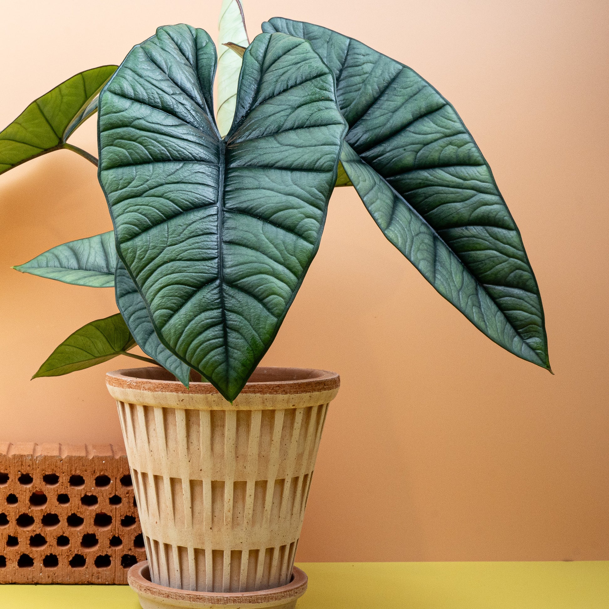 ALOCASIA PLATINUM online bestellen bei potflourri