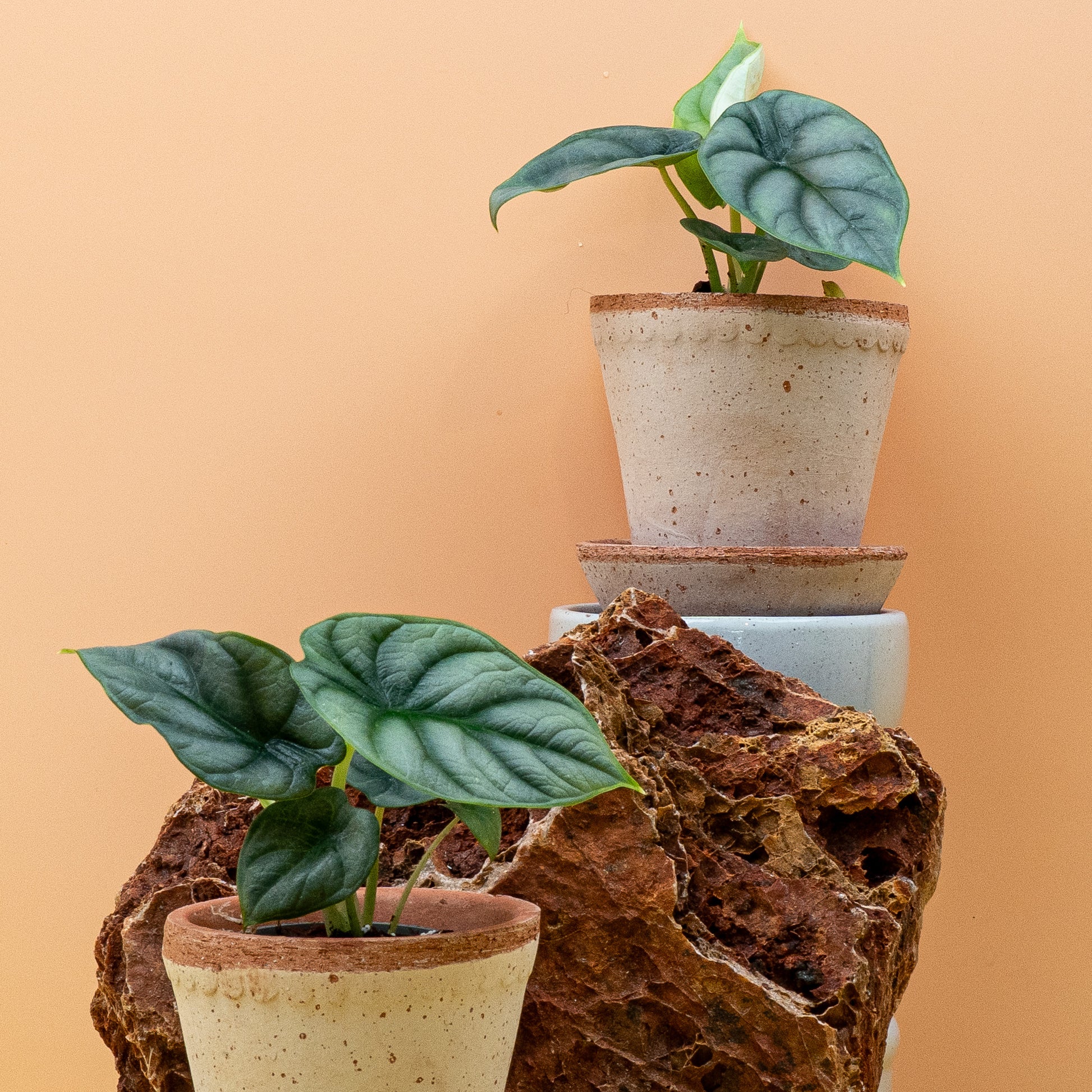 ALOCASIA SILVER DRAGON online bestellen bei potflourri