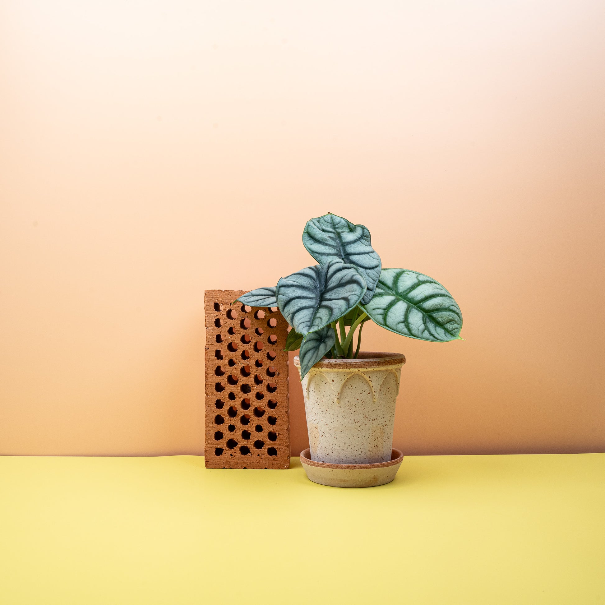 ALOCASIA SILVER DRAGON online bestellen bei potflourri