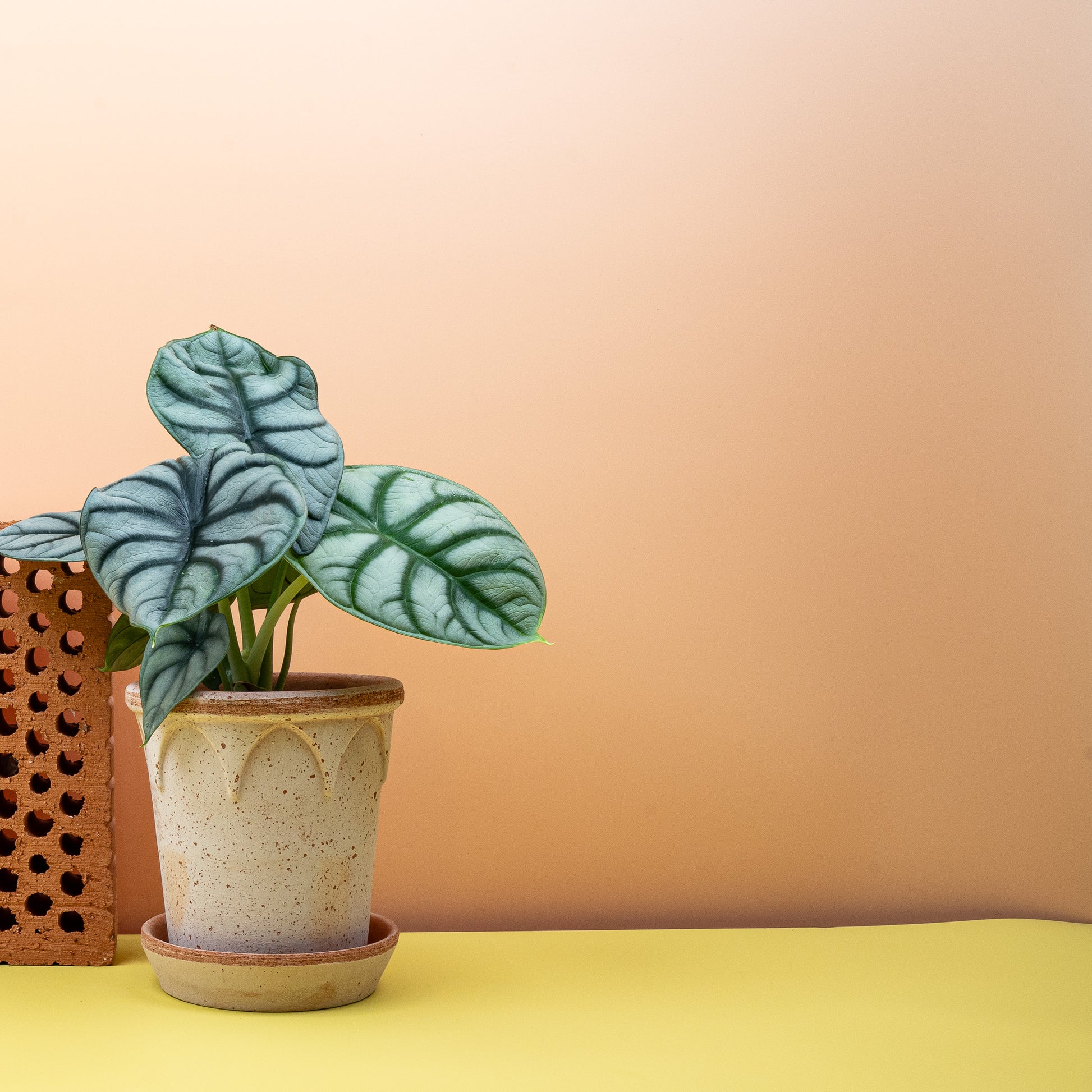 ALOCASIA SILVER DRAGON online bestellen bei potflourri