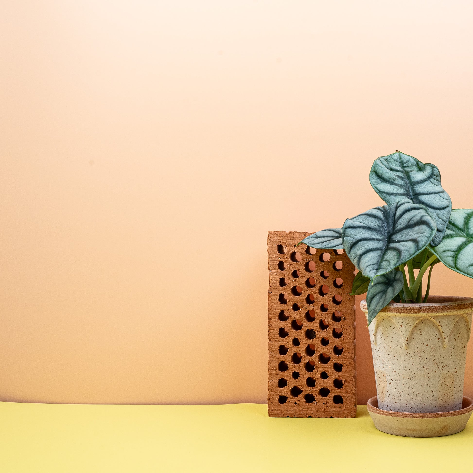 ALOCASIA SILVER DRAGON online bestellen bei potflourri