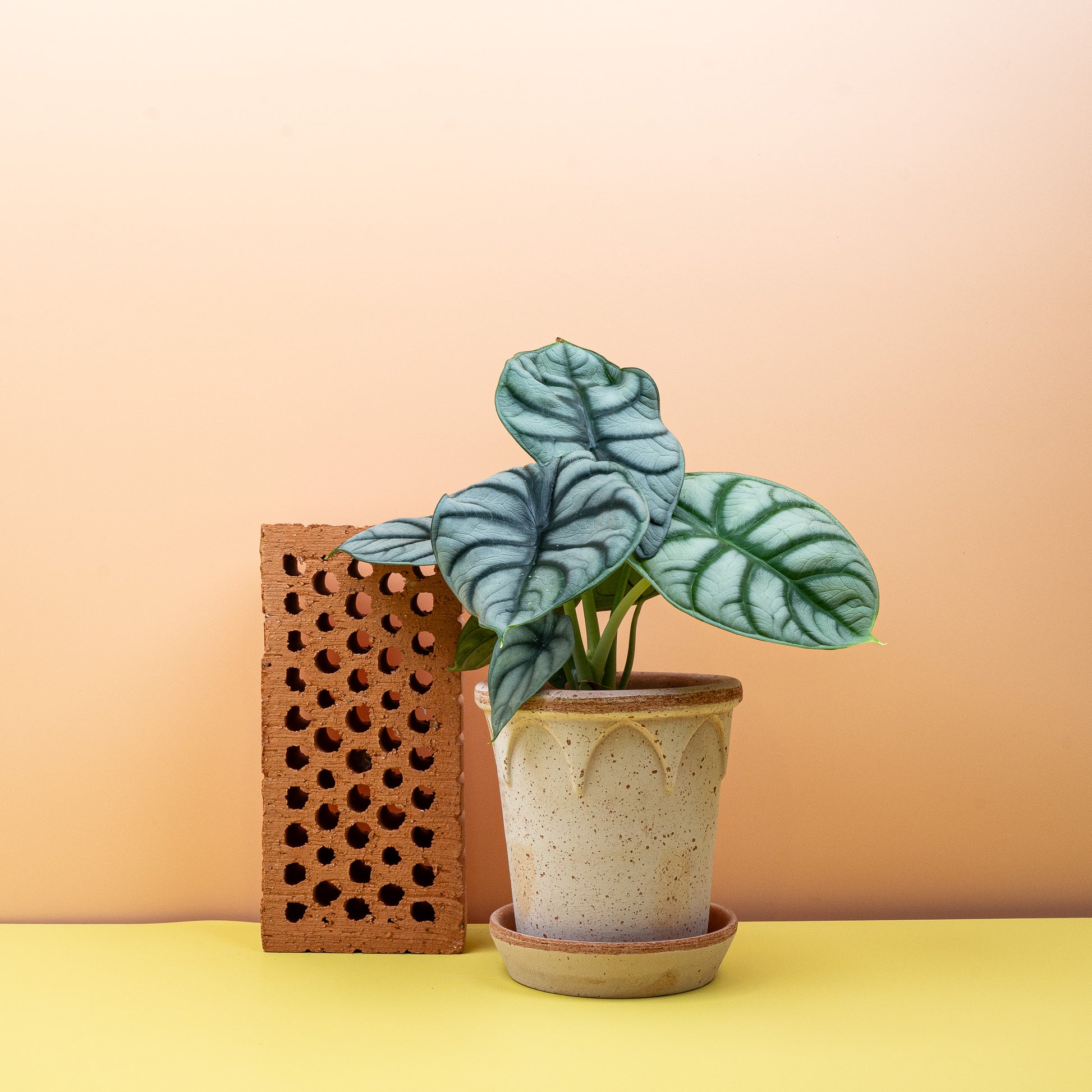 ALOCASIA SILVER DRAGON online bestellen bei potflourri