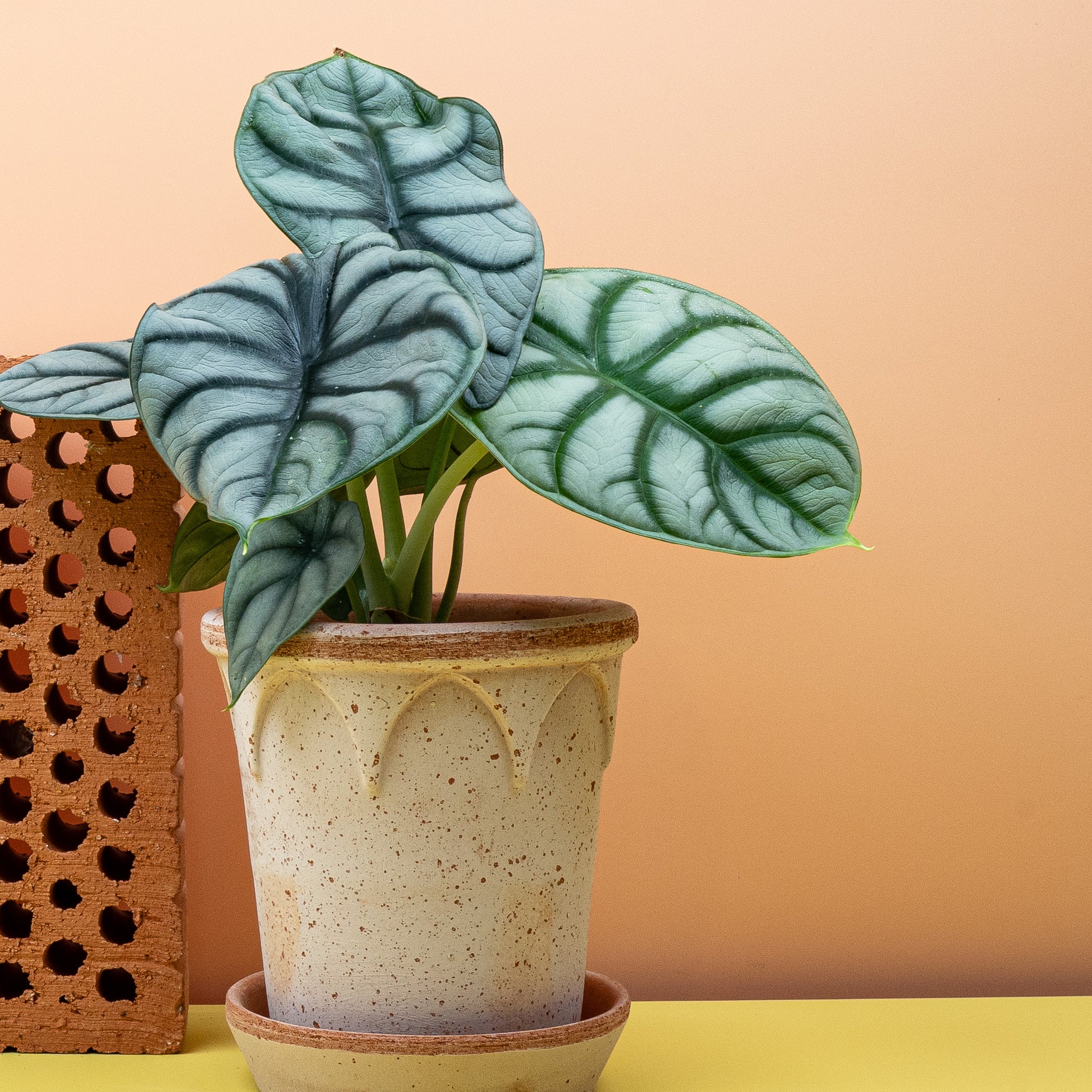 ALOCASIA SILVER DRAGON online bestellen bei potflourri