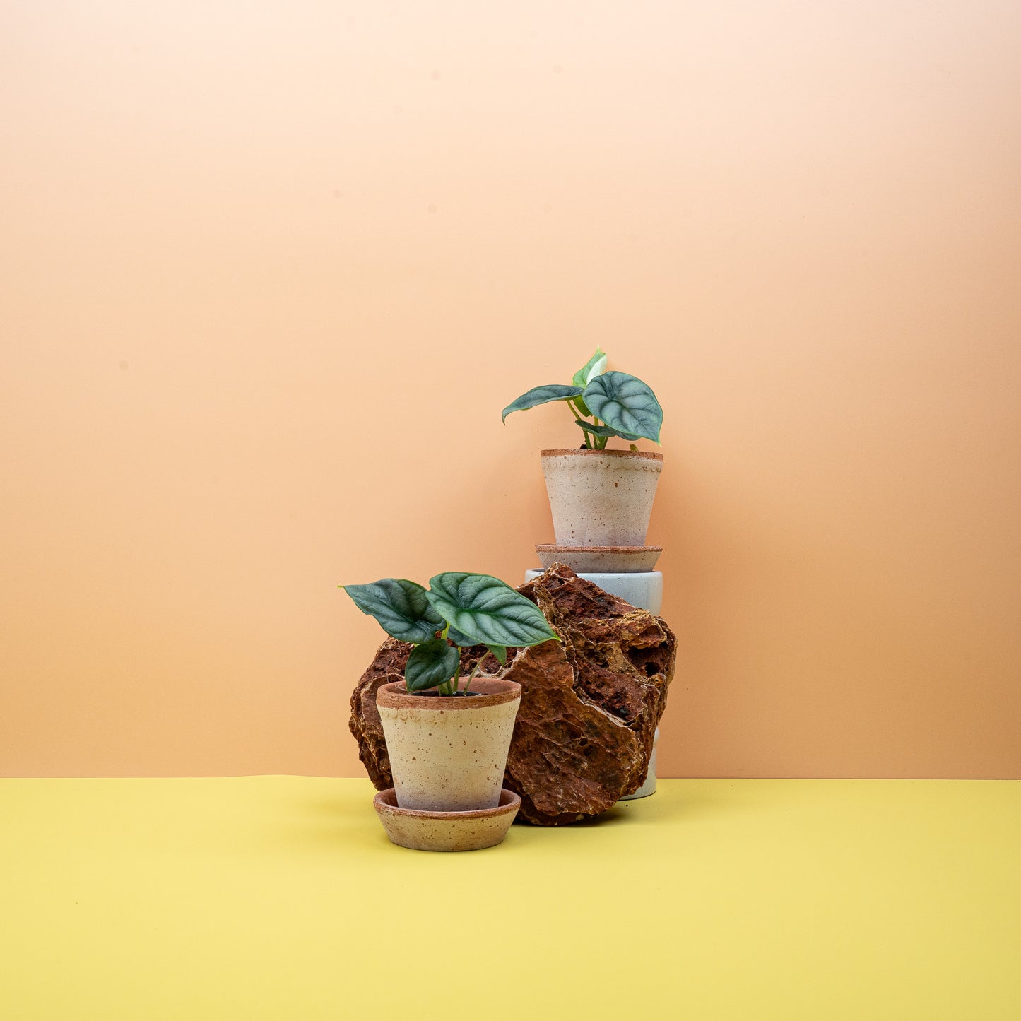 ALOCASIA SILVER DRAGON online bestellen bei potflourri