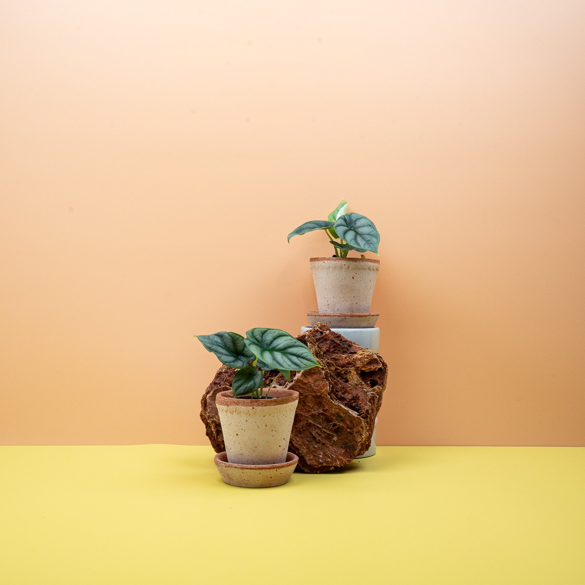 ALOCASIA SILVER DRAGON online bestellen bei potflourri