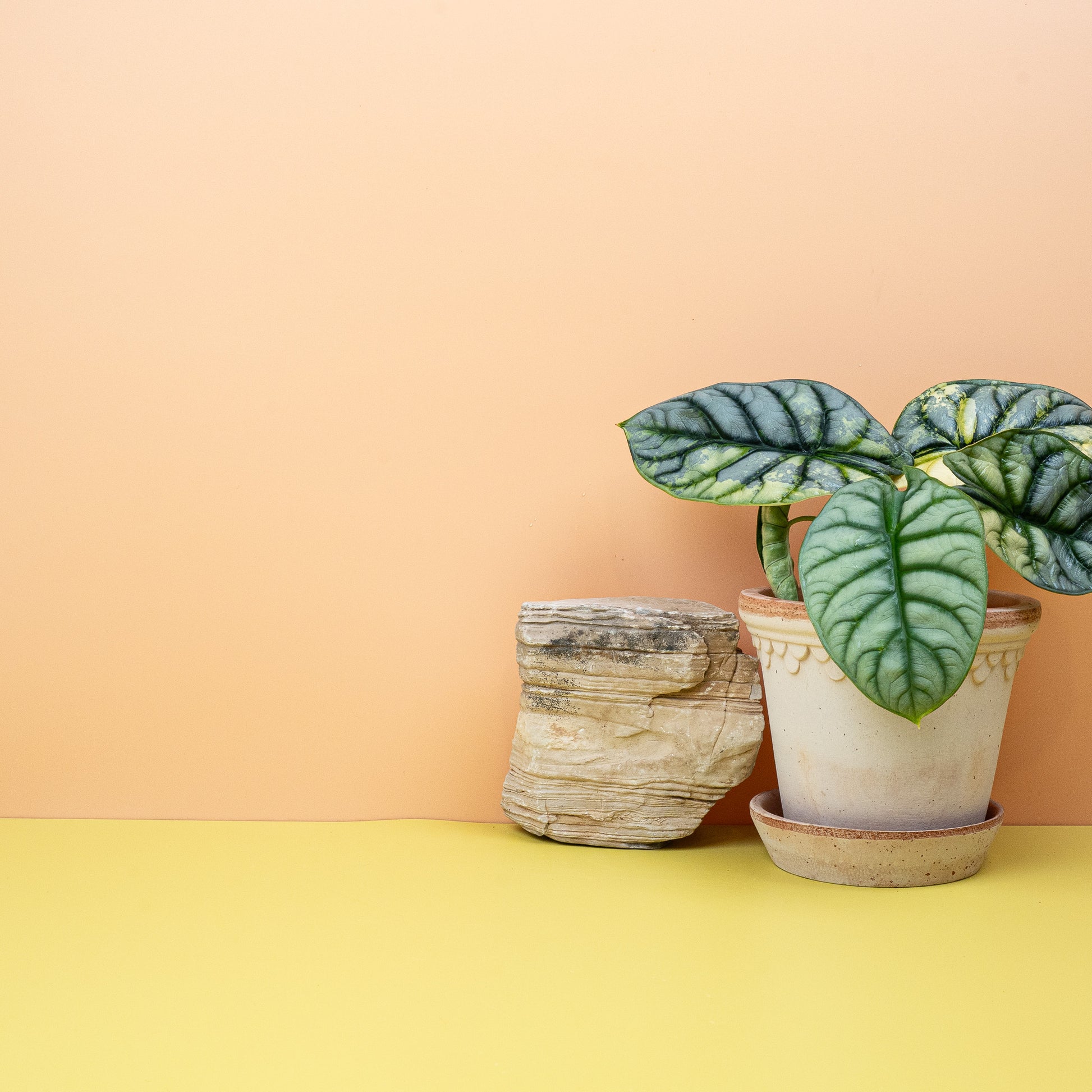 ALOCASIA SILVER DRAGON VARIEGATA online bestellen bei potflourri