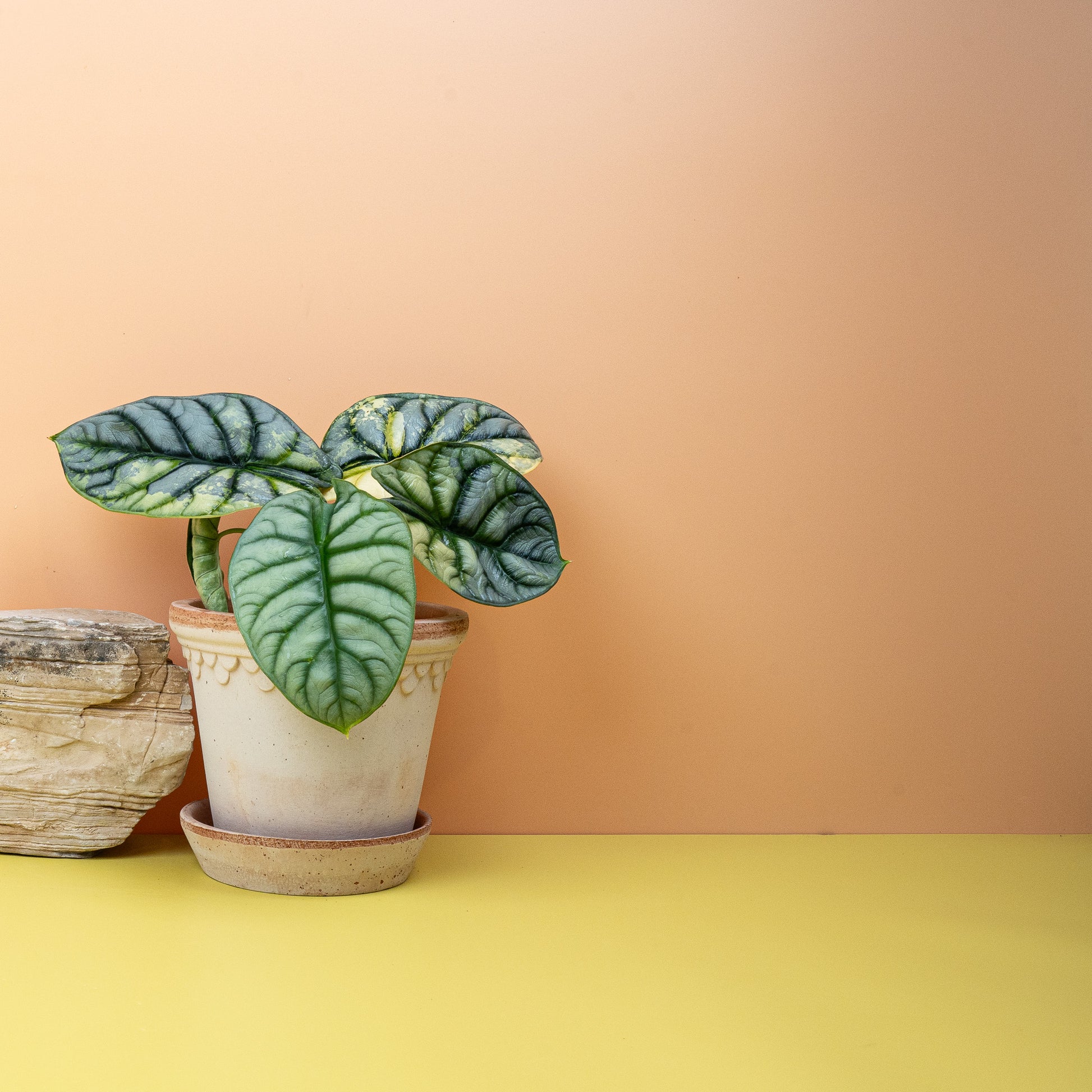 ALOCASIA SILVER DRAGON VARIEGATA online bestellen bei potflourri