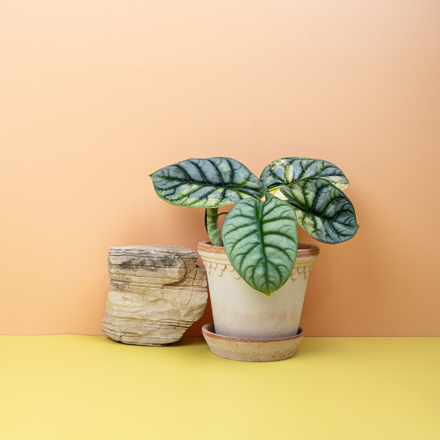 ALOCASIA SILVER DRAGON VARIEGATA online bestellen bei potflourri