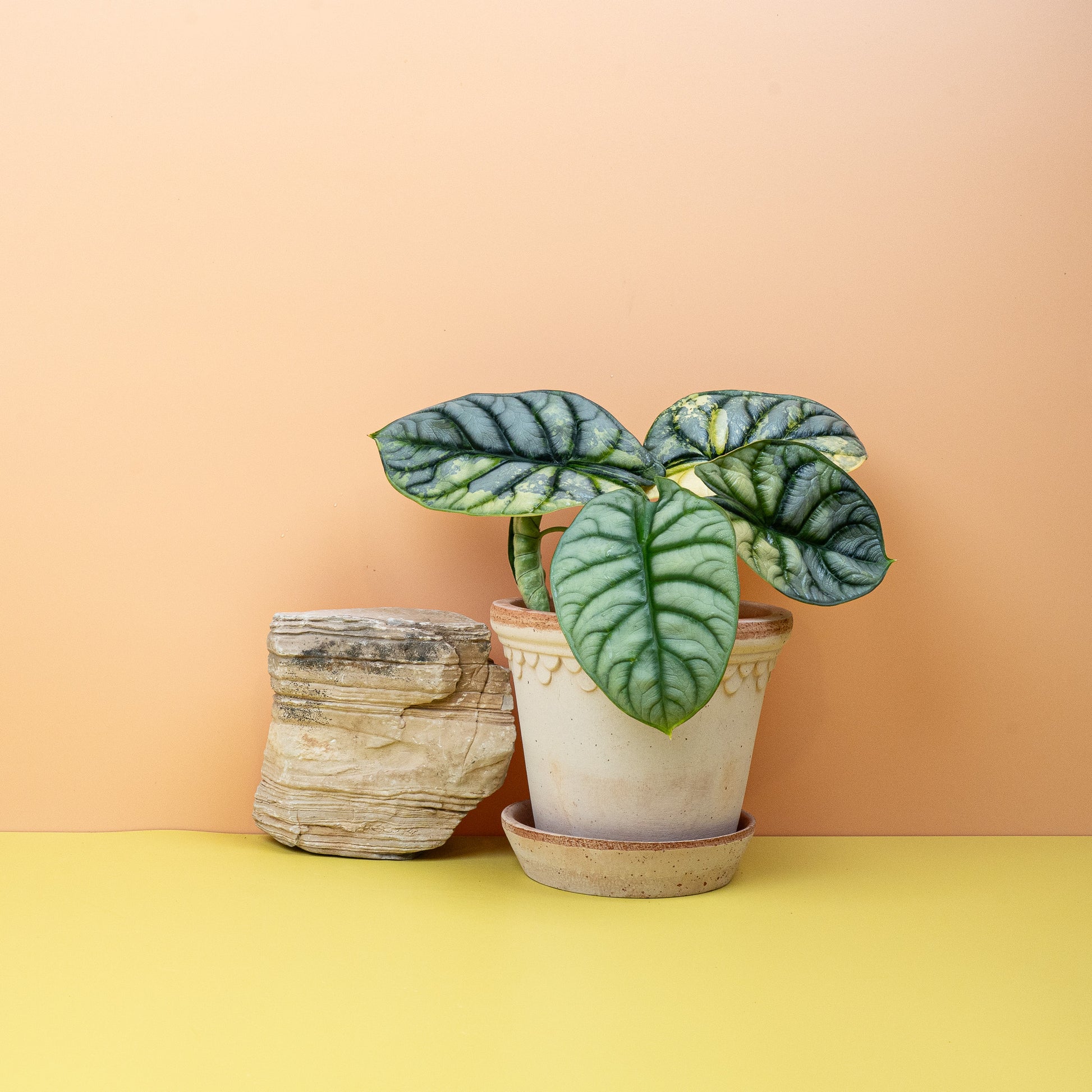 ALOCASIA SILVER DRAGON VARIEGATA online bestellen bei potflourri
