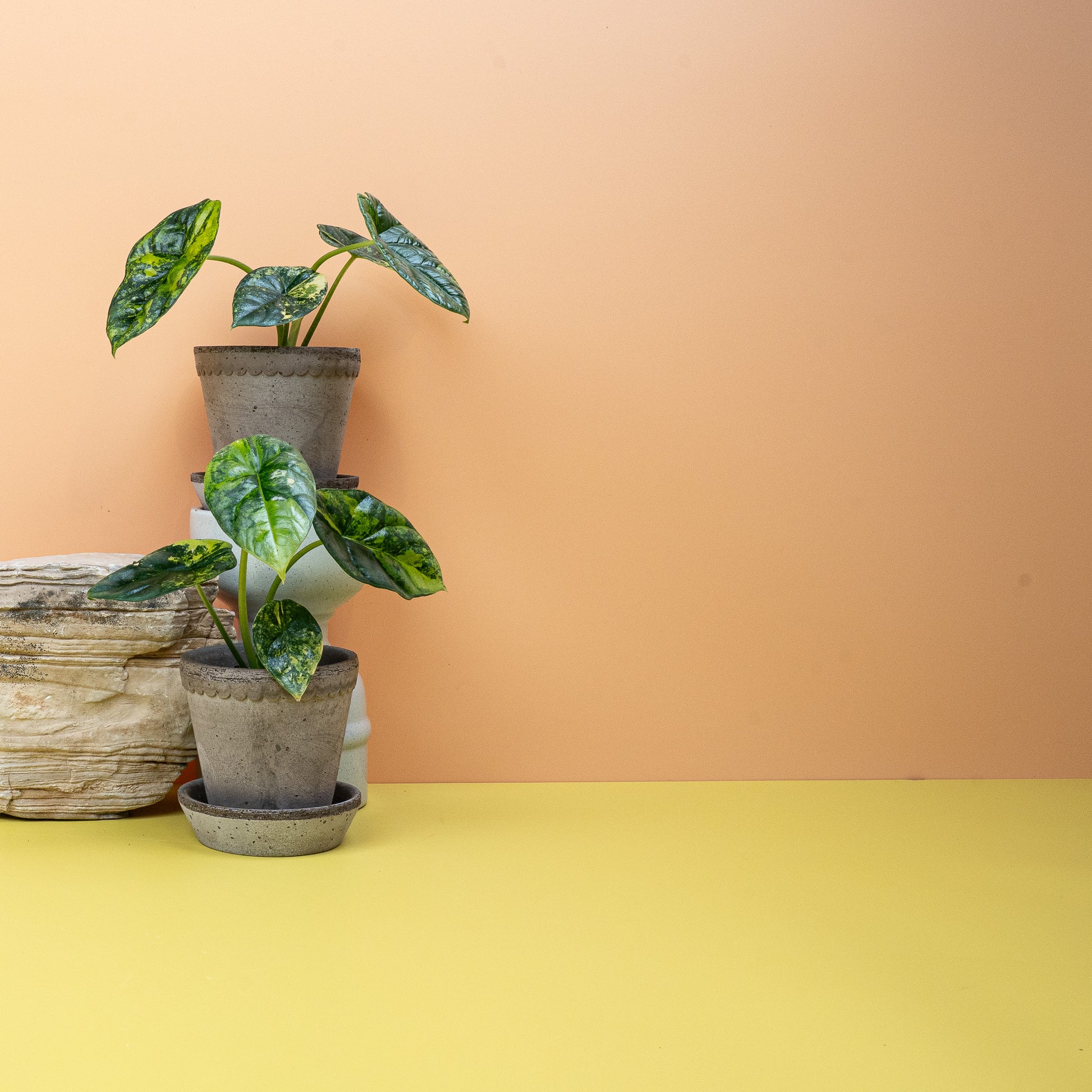 ALOCASIA SINUATA VARIEGATA online bestellen bei potflourri