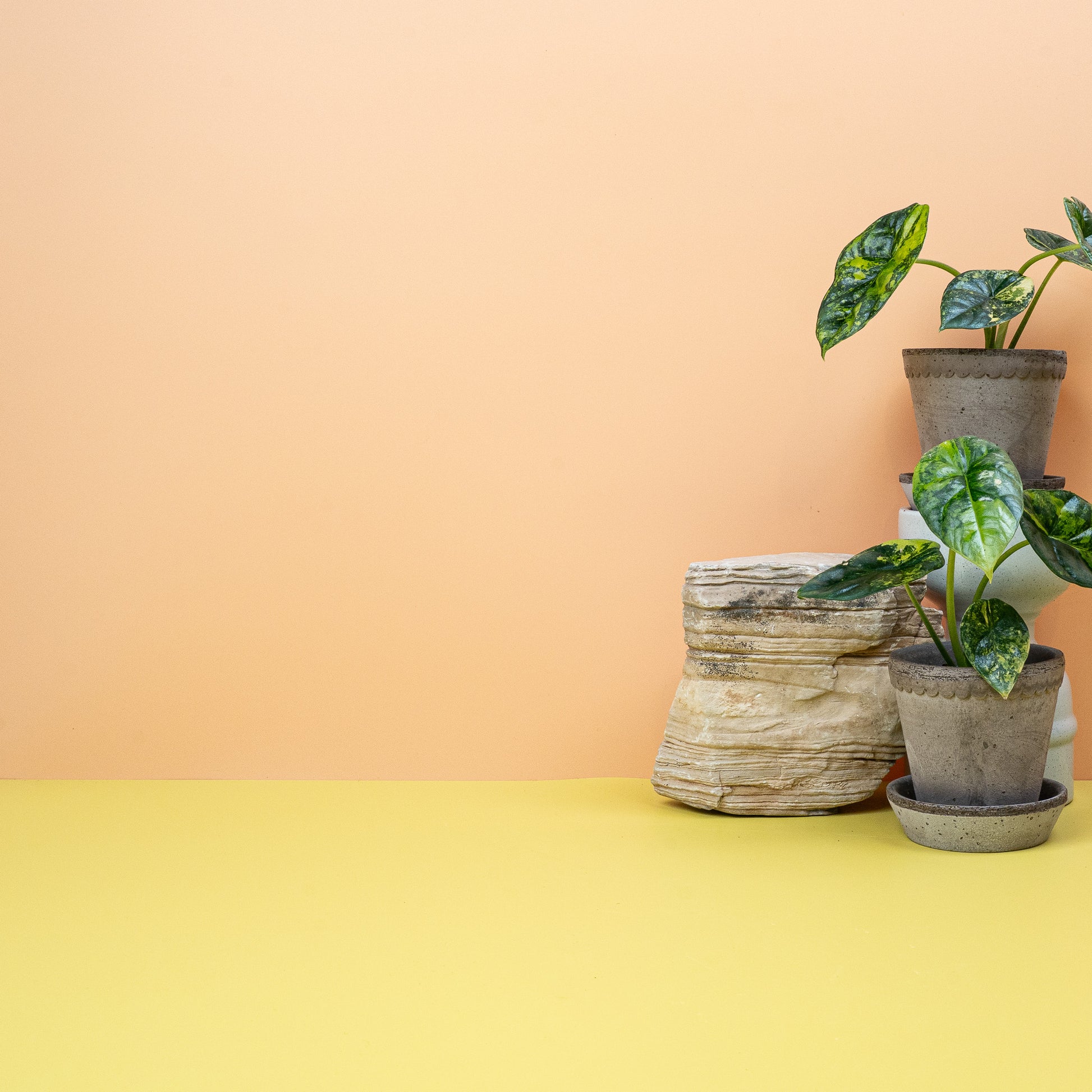 ALOCASIA SINUATA VARIEGATA online bestellen bei potflourri