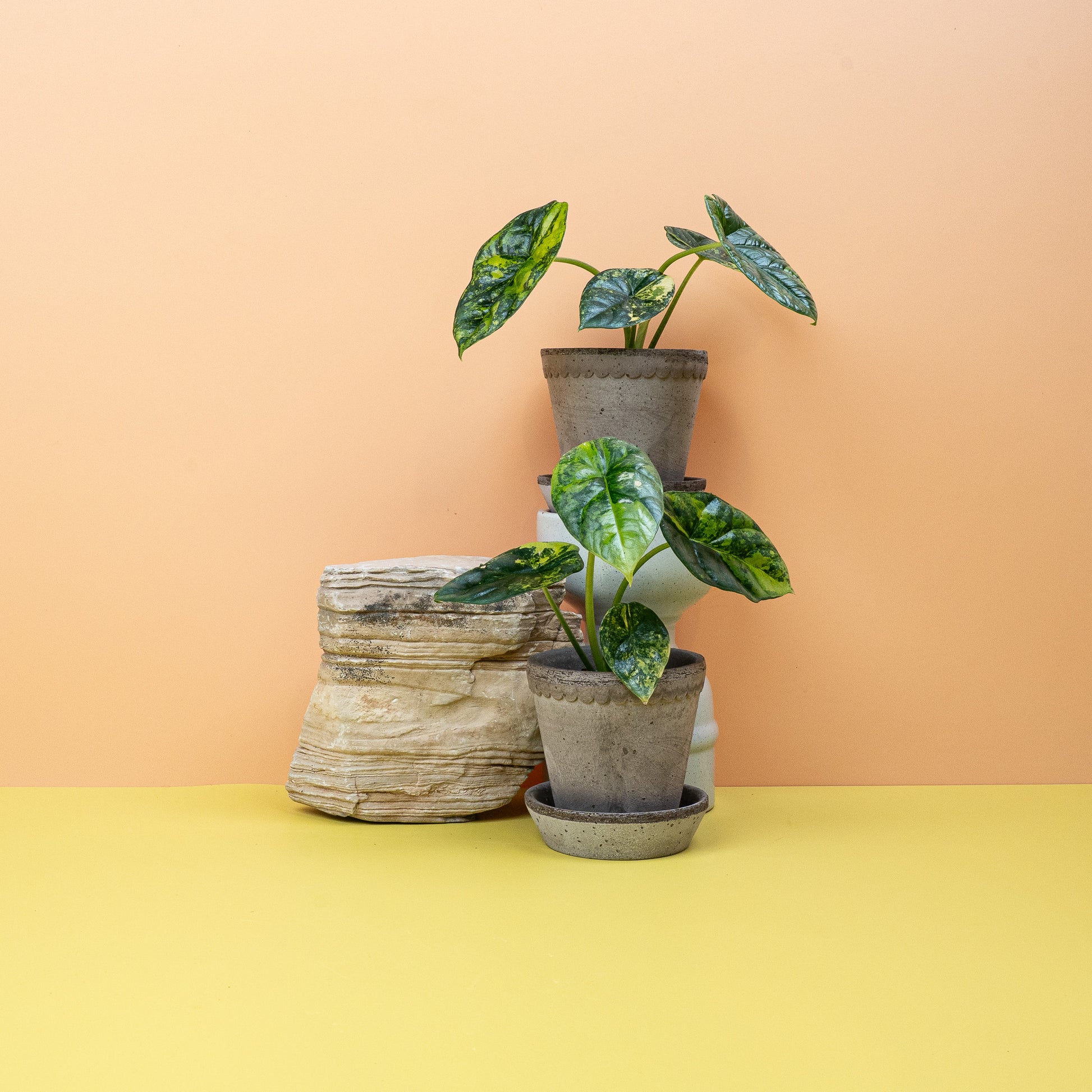 ALOCASIA SINUATA VARIEGATA online bestellen bei potflourri