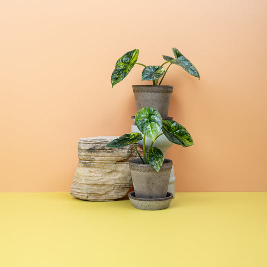 ALOCASIA SINUATA VARIEGATA online bestellen bei potflourri