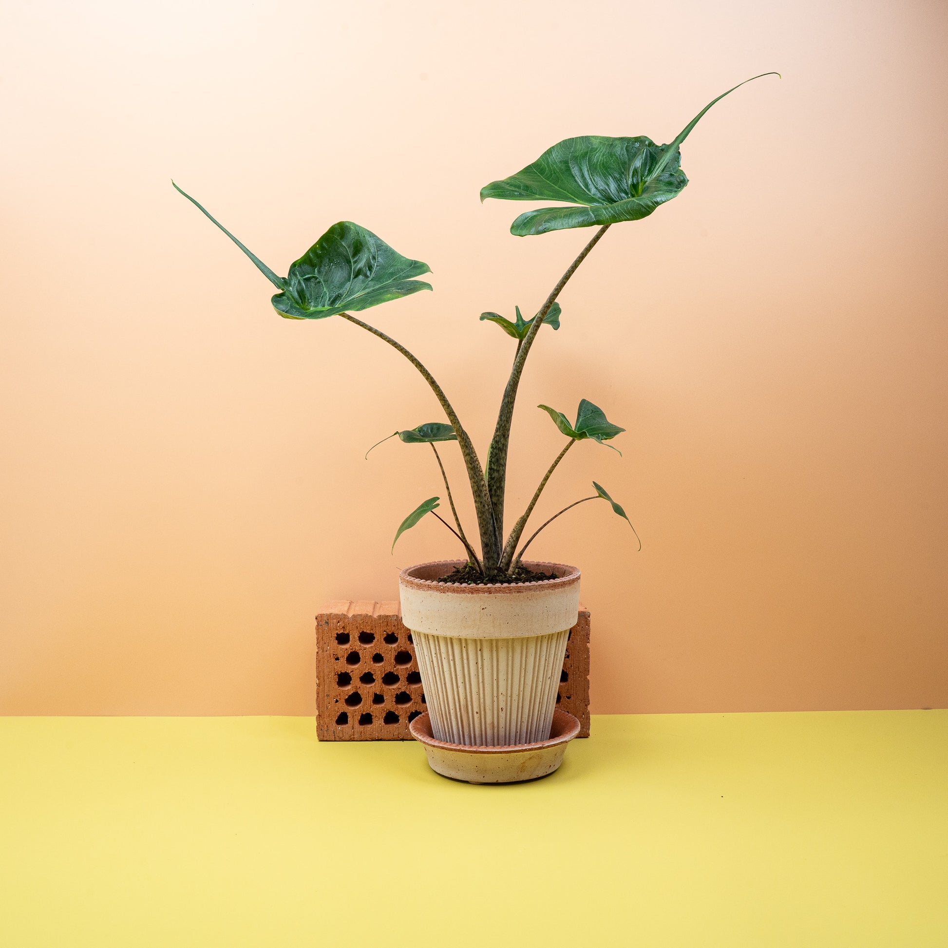 ALOCASIA STINGRAY online bestellen bei potflourri