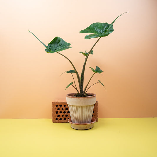 ALOCASIA STINGRAY online bestellen bei potflourri