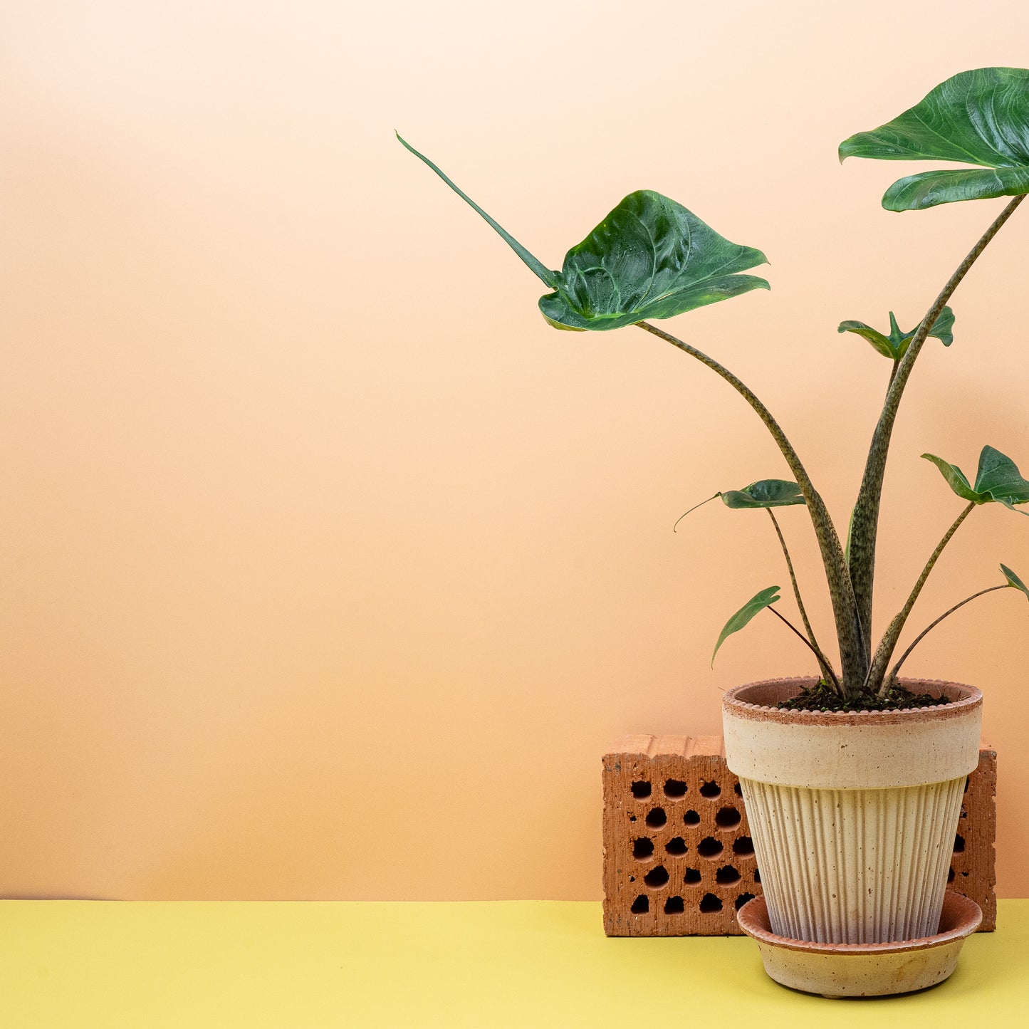 ALOCASIA STINGRAY online bestellen bei potflourri