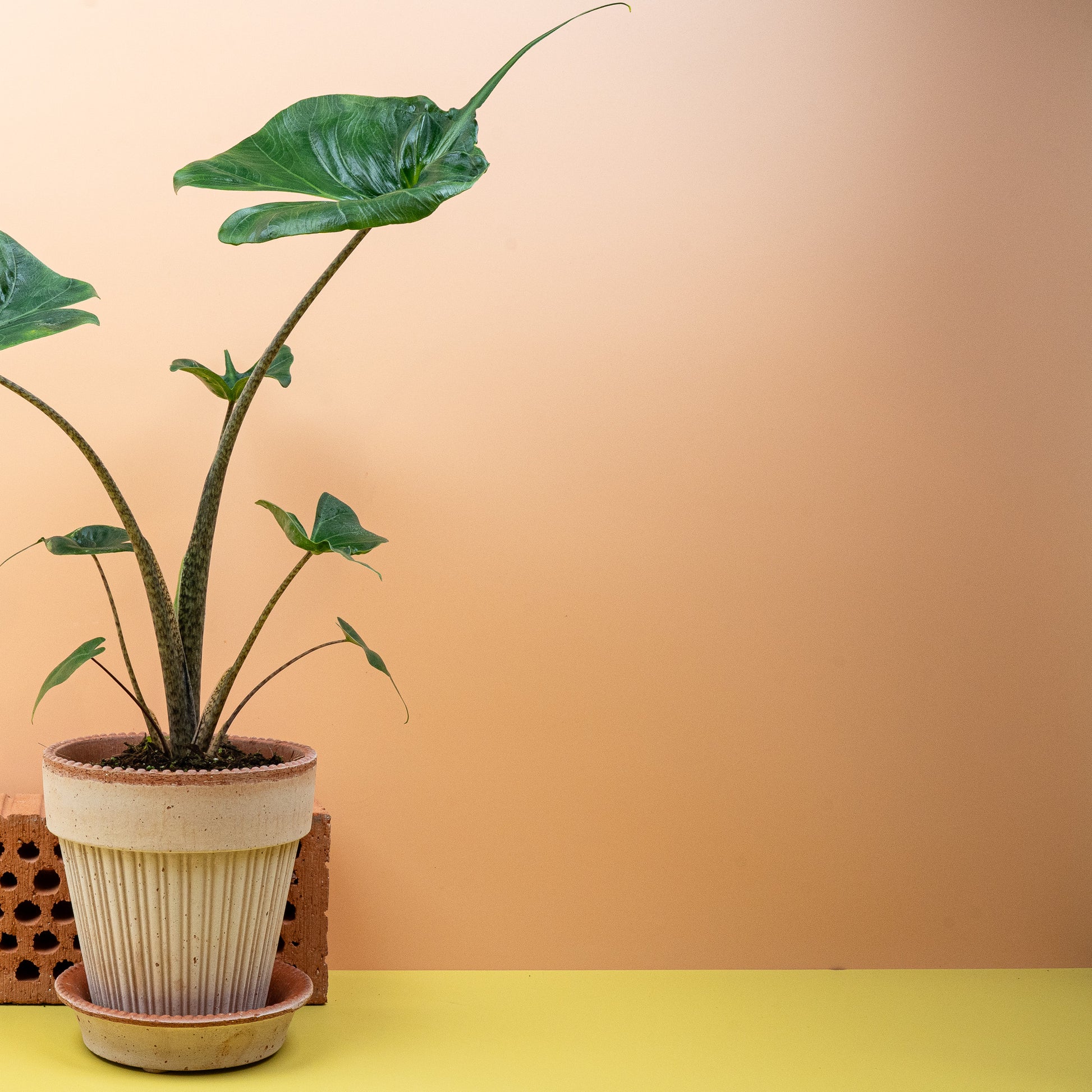 ALOCASIA STINGRAY online bestellen bei potflourri