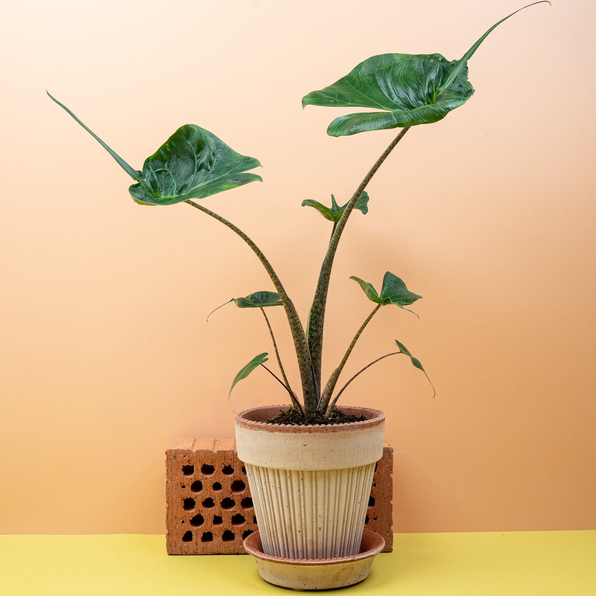 ALOCASIA STINGRAY online bestellen bei potflourri