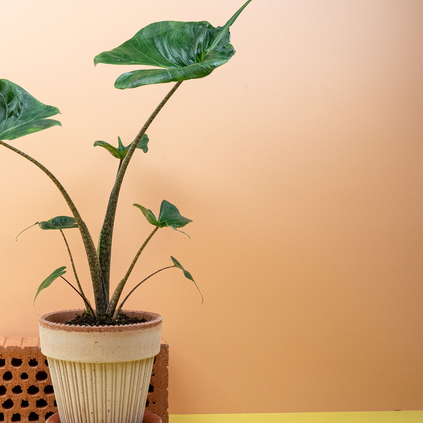 ALOCASIA STINGRAY online bestellen bei potflourri