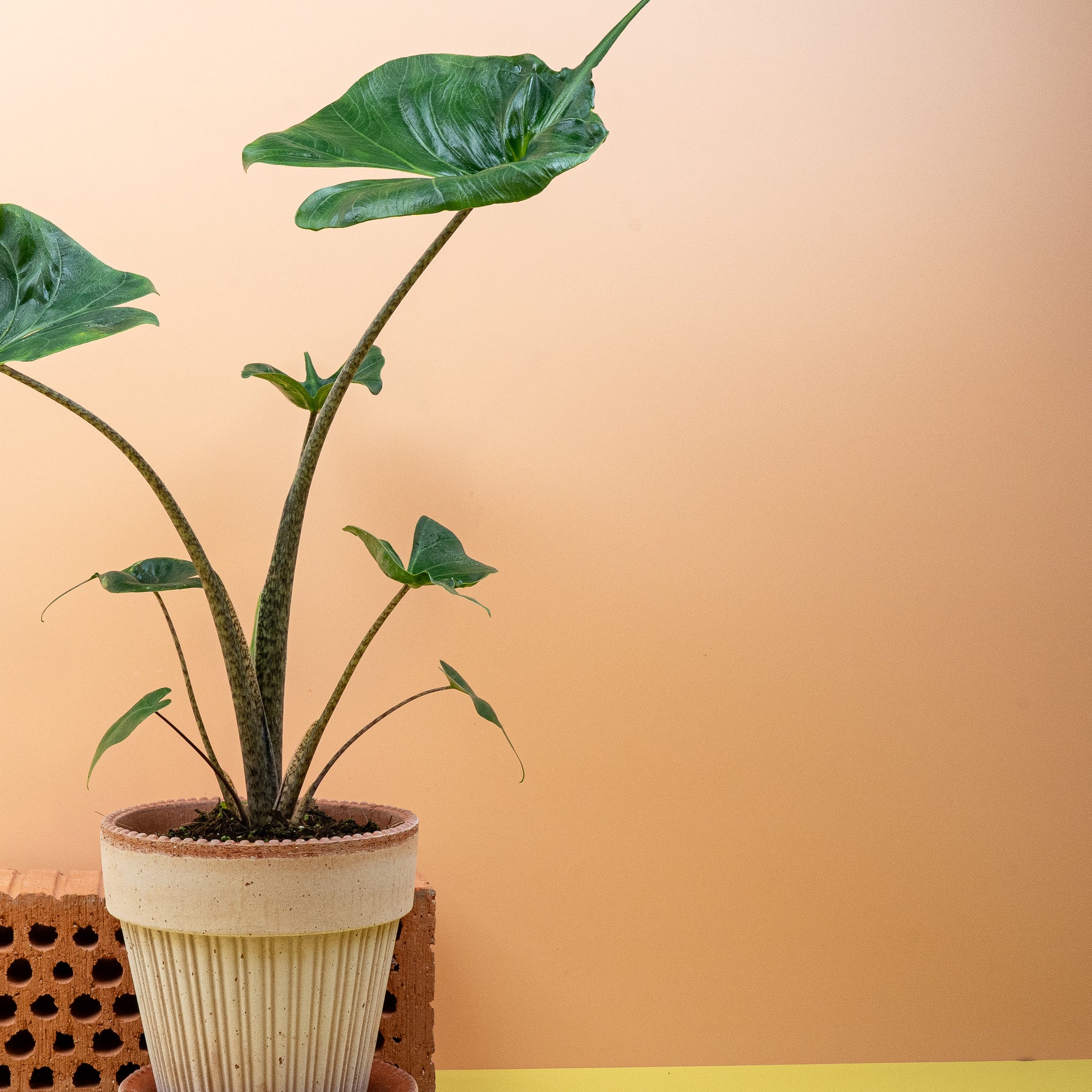 ALOCASIA STINGRAY online bestellen bei potflourri