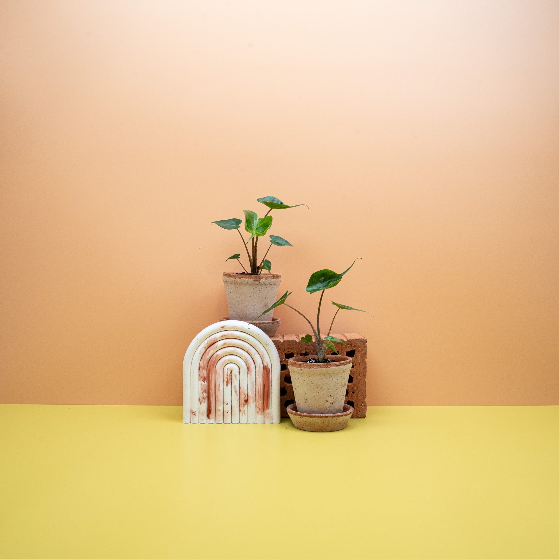 ALOCASIA STINGRAY online bestellen bei potflourri